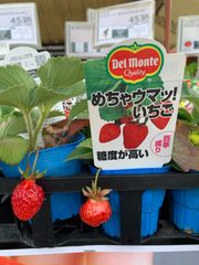福岡S6号 いちご苗 1株 - メルカリ