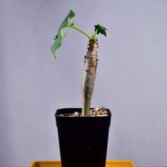 3Q3 実生 ヤトロファ・ポダグリカ イエロー 珊瑚油桐 Jatropha podagrica(yellow flower) コーデックス 塊根植物 プレステラ90 ヤトロファポダグリカ イエロー
