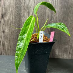 アンスリウム　ワロクアーナム　Anthurium waroqueanum