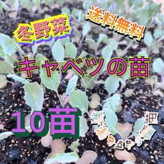 キャベツの苗10本セット　冬キャベツ　家庭菜園