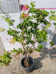 ジャボチカバ　７号鉢　観葉植物　果樹