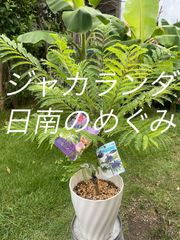 ジャカランダ日南のめぐみ
