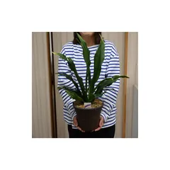 装飾的な陶器製植木鉢 万年青鉢 盆栽 園芸 ガーデニング 1 71JUNZ3kzLL._UF894,1000_QL80_.jpg