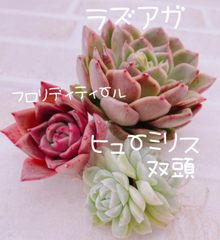 めータン♡succulents - メルカリShops