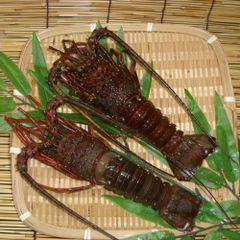 和歌山県産活け伊勢海老1キロ - メルカリ