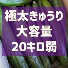 今月で終了！超特価！20キロ弱！極太デカきゅうり！　野菜ソムリエサミット銀賞受賞　農家直送　減農薬　有機肥料　きゅうり　訳あり　規格外　20kg 産地直送