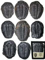 カイノプス　Kainops　三葉虫　化石　アメリア　オクラホマ州 産　自由研究