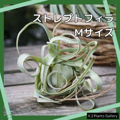 チランジア 【ストレプトフィラ】Mサイズ エアプランツ エアープランツ