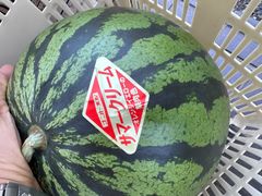 熊本産 金色 スイカ  9kg前後