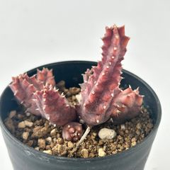 【多肉植物】フェルニア・ゼブリナ　Huernia zebrina varieg.