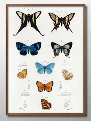 00492ビンテージイラスト 蝶 チョウ 昆虫 A3 サイズ ポスター アート おしゃれ 絵画 インテリア 北欧 イラスト マット紙 艶消し アートパネル 額 フレーム デザイン 壁掛け ギフト 新築祝い ディスプレイ 