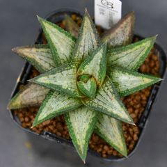【専用】リプサリス✳︎さま 2023.9 NEW FACE①🌵✨｜🍀GreenSnap（グリーンスナップ）