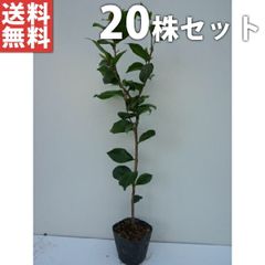 白樺苗木 シラカバの木 シンボルツリー 大株200㎝❗ 幹の白い白樺