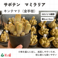 サボテン／キンテマリ（金手毬）