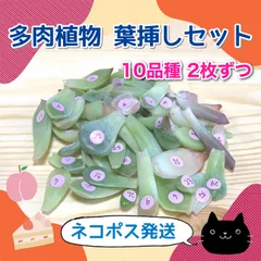 2025年最新】多肉植物 韓国苗 セットの人気アイテム - メルカリ