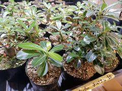 ※まとめ割あり、アデニウムオベスム胴切り仕立て株抜き苗1株(鉢などは付きません)プランツタグつき