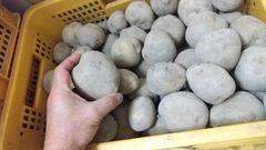 じゃがいも「とうや」10kg 北海道産