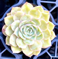 オンスローhyb  大きめ　韓国苗　エケベリア　多肉植物