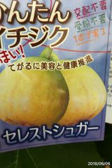 イチジク★セレスト　シュガー★小粒で糖度が高く、皮が薄く、そのまま食べられる