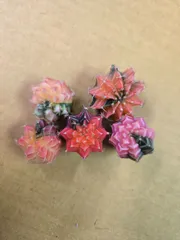 緋牡丹錦　世界の図　ロイホワイト　サボテン 緋牡丹錦 世界の図 ロイホワイト サボテン