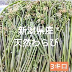 天然 わらび　新潟県産 蕨　山菜 ３キロ　天然山菜 産地直送野菜
