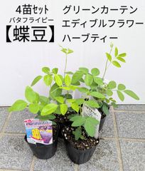 【４苗セット】バタフライピー　蝶豆　グリーンカーテン　ハーブティー　エディブルフラワー　食用花　青花