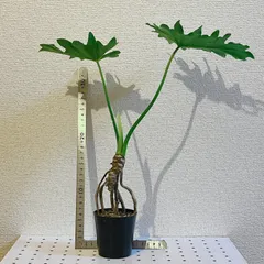 正規品即納ↈ海龍ↈ様専用ホープ　セローム　超大型！　根上がり　164　8号鉢　観葉植物 観葉植物