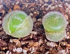 希少コノフィツム デプレッサム 2苗セットssp perdurans 実生苗　多肉植物　メルカリ便