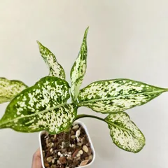 2025年最新】アグラオネマの人気アイテム - メルカリ