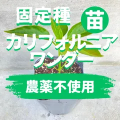 ピーマンの苗2株　カリフォルニアワンダー【固定種】送料込みのサムネイル