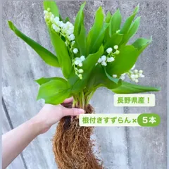 2026年最新】すずらん 苗の人気アイテム - メルカリ