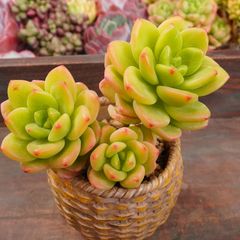JU017	ペリードット	【イータニク】多肉植物　韓国苗　第四種郵便発送