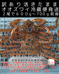 活きたまま冷蔵便　訳ありオオズワイ　オス　２尾で６００ｇ～７００ｇ