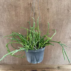 サルコステンマ ソコトラナム  Sarcostemma socotranum 現品 キナンクム 観葉植物 観葉 植物 珍奇植物 珍奇 珍しい レア 希少 多肉植物 多肉 カクタス インテリア プレゼント おうち時間 グリーン ハンギング