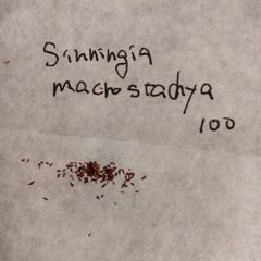 【種子100粒】シンニンギア・マクロスタキア 種子100粒 Sinningia macrostachya
