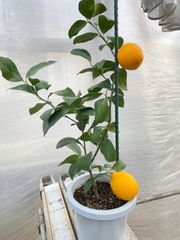 ②マイヤーレモン　挿木　果実付き　柑橘　レモン　苗　苗木