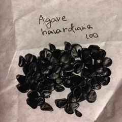 【種子100粒】アガベ・ハバルディアナ Agave havardiana