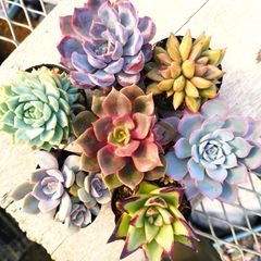 多肉屋紺碧☆9月ごろまで新規出品お休み - メルカリShops