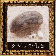 クジラ石10（耳石・インナーイヤー・化石）（ノースカロライナ産）