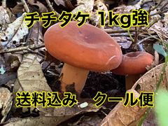 天然きのこ