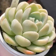 多肉植物カット苗レア苗&おらいさん苗葉挿し付き