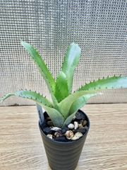 エクメア ピネリアナ Aechmea pineliana　キンクマ農園☆A0008