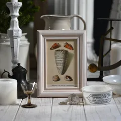 ヴィンテージフレーム「貝殻No8」希少なヴィンテージ図鑑の1枚と額縁のセット (アンティーク雑貨 蚤の市 ウォールデコ オブジェ レトロ アートフレーム 額縁 絵 ポスター  インテリア雑貨 古道具 店舗什器 貝殻 夏 壁掛け フォトフレーム シャビー)