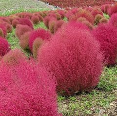 コキア　種100粒　花の種