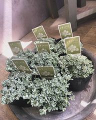 白雪ミセバヤ　多肉　多肉植物　3号　花の季節　セダム　宿根草　多年草　耐寒性　ロックガーデン　黄色　ロゼット　　ミセバヤ