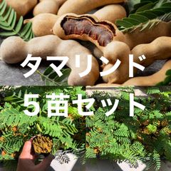 ⭐️⭐️ タマリンド苗5鉢⭐️⭐️ 4鉢5120円→3500円　タマリンドの苗木