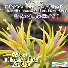 子株＊ チランジア イオナンタ ブルーアイドドルイド Tillandsia ionantha Blue Eyed Druid＊エアプランツ＠フラワーショップ江口
