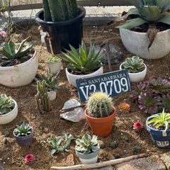 ㉞大きめ苗 さくらホイップ❣️桜大福❣️恋 交配❣️6苗 発根済メルカリ便込 ご確認用 - メルカリ