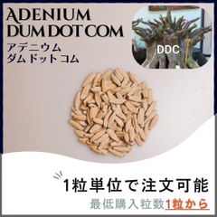 黒肌【種子】アデニウム ダムドットコム  / セット割あり 数量1粒から購入OK
