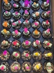 多肉植物　リトープス   金鈴玉　大玉　2.5cm以上    抜き苗　１株